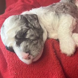 Girl 1 - Blue merle and white female Sheepadoodle puppy in Buford, Georgia from Guppy Puppies