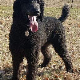 Poodle All Grown Up from Caney Creek Kennel & Grooming