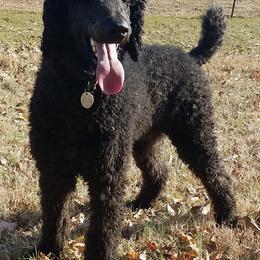 Poodle All Grown Up from Caney Creek Kennel & Grooming