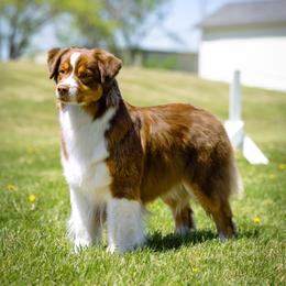 Australian Shepherd All Grown Up from CherryCove Aussies