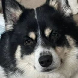Bamm - Pomsky