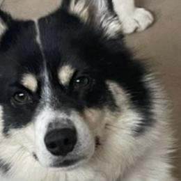 Bamm - Pomsky
