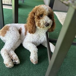 Romeo - Poodle
