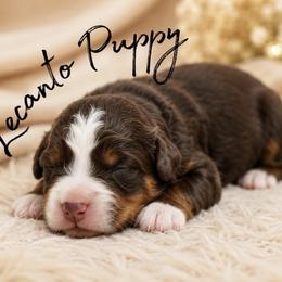 Coming Soon - Tri-color male Bernedoodle puppy in Lecanto, Florida from Lecanto Puppy