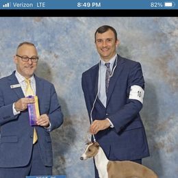 Dorian - Italian Greyhound