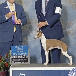 Dorian - Italian Greyhound