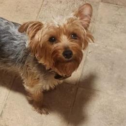 Tato - Yorkshire Terrier