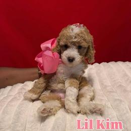 Lil Kim - Apricot female Goldendoodle puppy in Cordova, Tennessee from TrueLine kennels