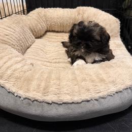 Najee - White male Pekingese puppy in Cedar City, Utah from Pekingese Zoo