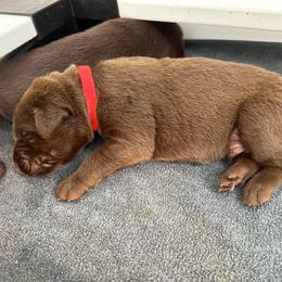 Red Boy - Chocolate male Labrador Retriever puppy in Rock Hill, South Carolina from North Star Retrievers