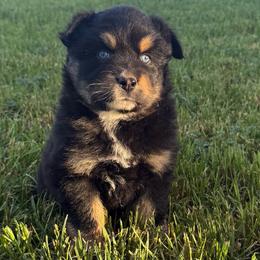 Bravo - Black tri-color male Australian Shepherd puppy in Selah, Washington from Bear Creek Aussies