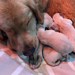 Girl 3 - Golden female Golden Retriever puppy in Montgomery, Texas from Chrysanthos Golden Retrievers