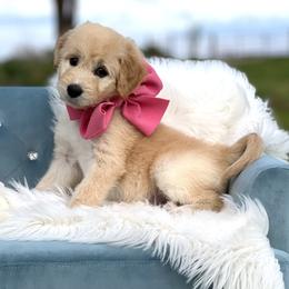 Blossom - Gold female Bordoodle puppy in Conway, Missouri from 2J 2K Bordoodles