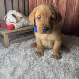 Blue ribbon - Yellow male Labrador Retriever puppy in Newmanstown, Pennsylvania from Retrievers of Millbach