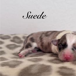 Suede - Sable merle and white male American Corgi puppy in Whitney, Texas from 5H Corgis