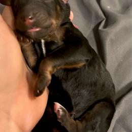 Stevie - Phantom female Poodle puppy in Travelers Rest, South Carolina from Cotton Top