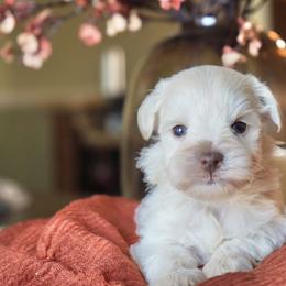 Arlo - Wheaten male Miniature Schnauzer puppy in Montebello, California from Rod Schnauzers