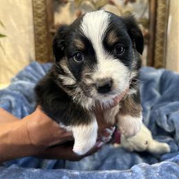 Australian Shepherd and Miniature Australian Shepherd Puppies from Puppy Love Ranch Mini Aussies