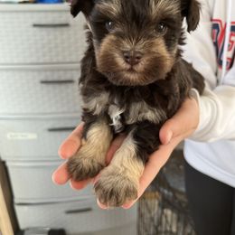 Irish Wolfhound and Miniature Schnauzer Puppies from Star Valley Schnauzers