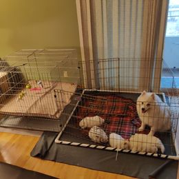 American Eskimo Dog Puppies from Fissan Kennel