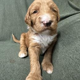 Adella - Red  female Goldendoodle puppy in Chino Valley, Arizona from Whiskey Row Royals