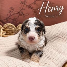 Henry - Chocolate merle male Bernedoodle puppy in Burbank, Ohio from Berns & Doodles