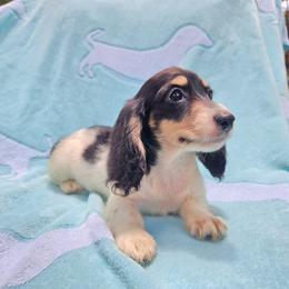 Lilly - Piebald female Dachshund puppy in Tuscaloosa, Alabama from Watermelon Doxies