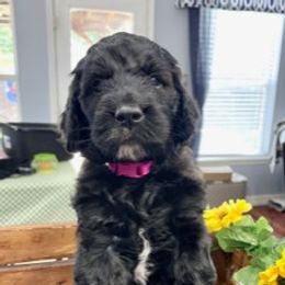 Goldendoodle Puppies from Only Loving Pups