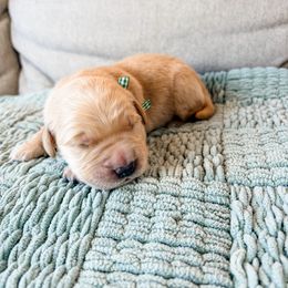 Green Collar - Light golden male Golden Retriever puppy in Lehi, Utah from Open Star Goldens