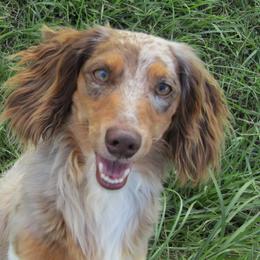 Laydon - Dachshund