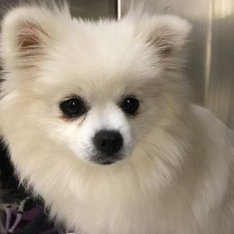 French Bulldogs and Pomeranians from Heartfelt Kennels