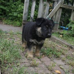 German Shepherd Puppies from Vom Raglinhaus German Shepherds
