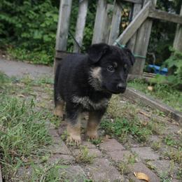 German Shepherd Puppies from Vom Raglinhaus German Shepherds