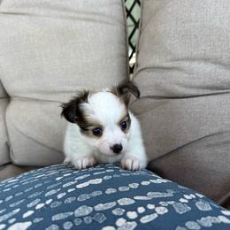 Laken's white and red sable girl - White and sable female Papillon puppy in Shirley, Arkansas from Lucky Pups
