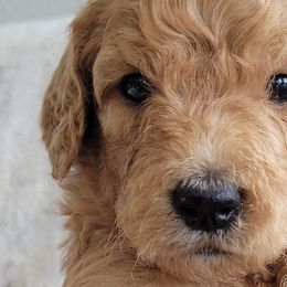 Girl 4 - Goldendoodle puppy in Le Roy, Minnesota from Doodles by the Dam