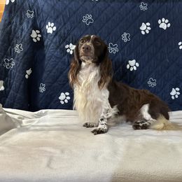 Benjamin - Dachshund