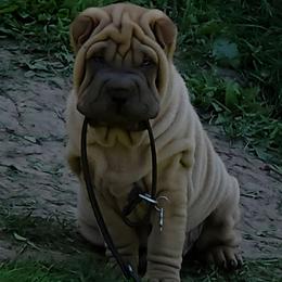 Boy 3 no collar 'Ollie' - Fawn male Chinese Shar-Pei puppy in Oil City, Pennsylvania from Hannaggin Shar Pei