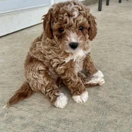 Cavapoo Puppies from Family Raised Mini Cavapoos