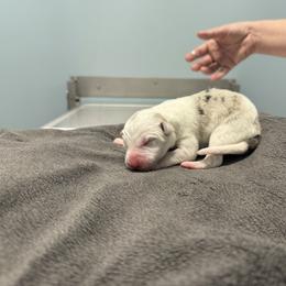 Female 2 - Slate merle female Border Collie puppy in Oxford, Florida from RSR Border Collies