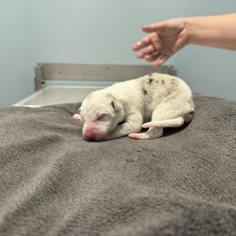 Female 2 - Slate merle female Border Collie puppy in Oxford, Florida from RSR Border Collies