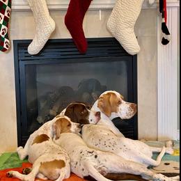 Lagotto Romagnolo and Pointer All Grown Up from RaceCity