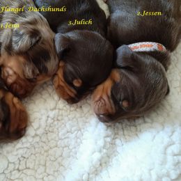 Dachshund Puppies from Flangel Dachshunds