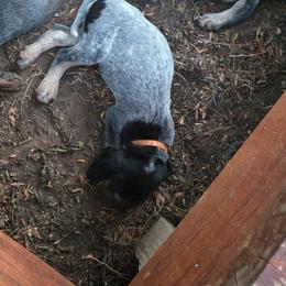 Orange - Blue ticked and tan female Bluetick Coonhound puppy in Shallowater, Texas from Candra Bessent