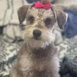 Mabel - Miniature Schnauzer