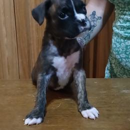 Ruth - Brindle female Boxer puppy in Cannon Falls, Minnesota from Pattys Boxers and Bulldogs