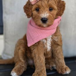 Ruby - Red  female Goldendoodle puppy in Leander, Texas from Doodle Doula
