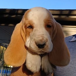 Girl 4 - female Basset Hound puppy in Richland Hills, Texas from The Basset Family