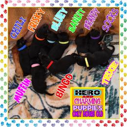 SOCKS IS SUPERB - Black and red female German Shepherd puppy in Murrieta, California from Diamond Oaks German Shepherds