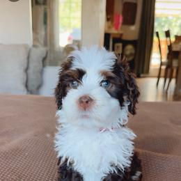 Teton - Brown and white male Bernedoodle puppy in Grants Pass, Oregon from Royal Empire Bernedoodles