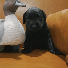 Daisy - Black female Labrador Retriever puppy in Miami Beach, Florida from AAA Ranch